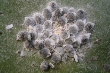 The Cochineal (Dactylopius coccus)